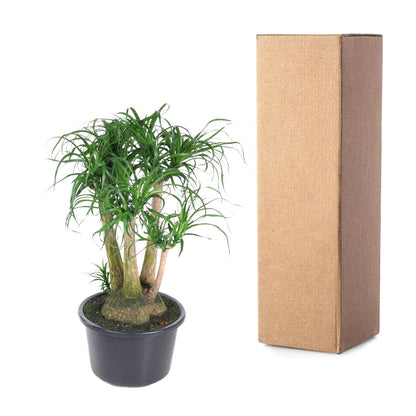 Beaucarnea vertakt - 110 cm - Forestbloom