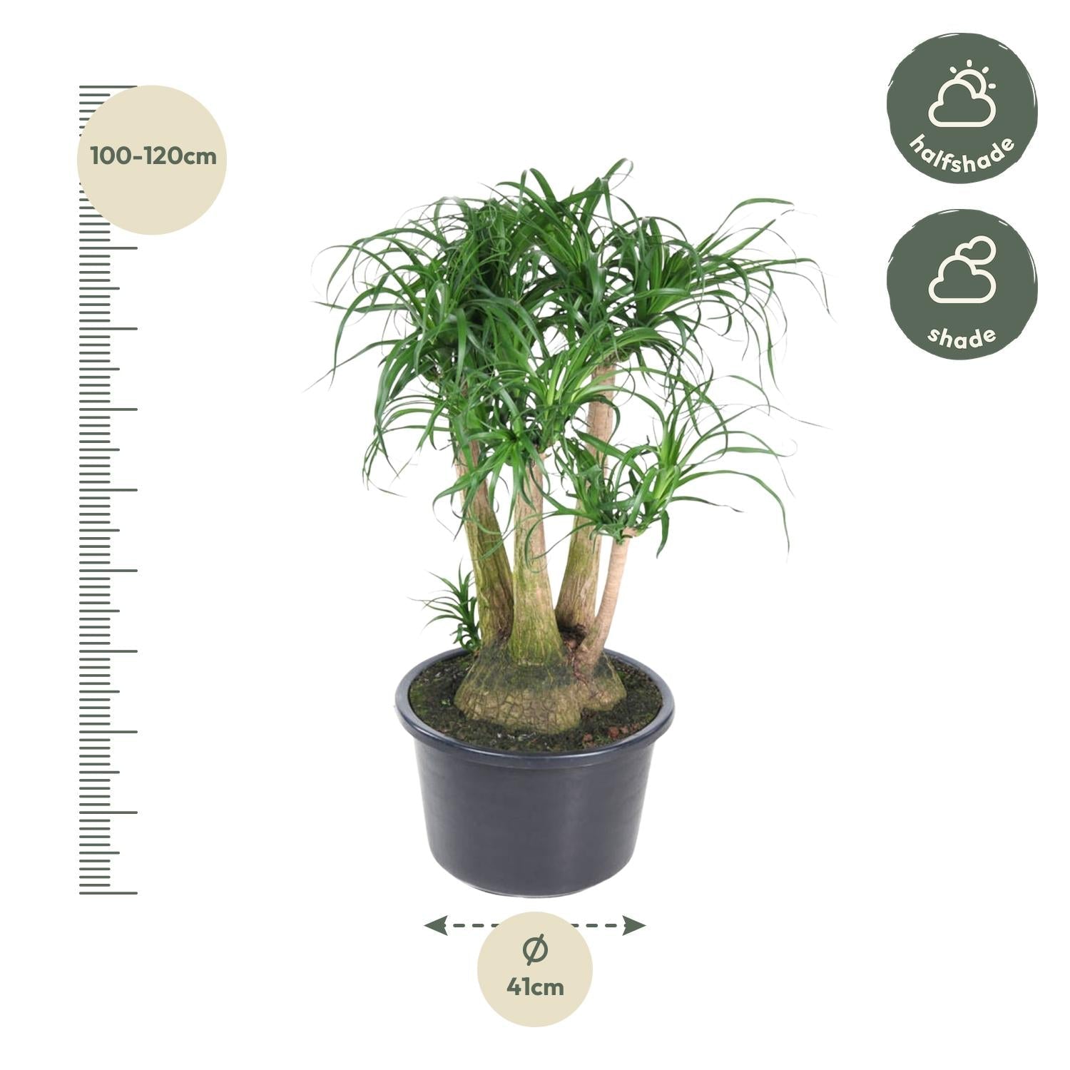 Beaucarnea vertakt - 110 cm - Forestbloom