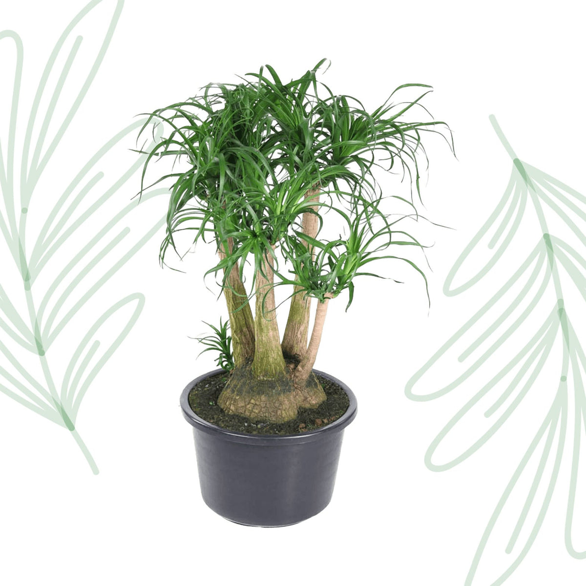 Beaucarnea vertakt - 110 cm - Forestbloom