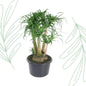Beaucarnea vertakt - 110 cm - Forestbloom