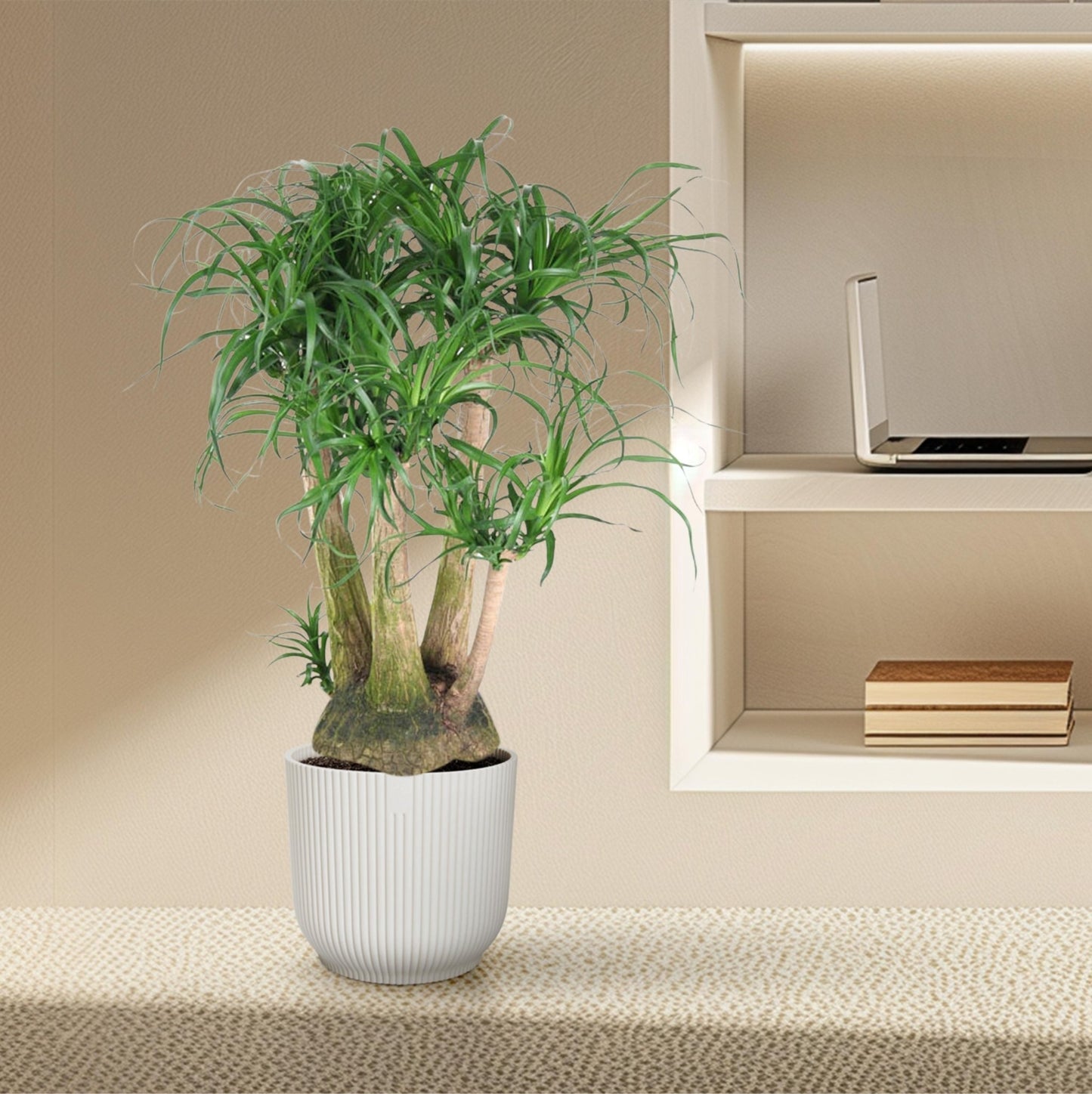 Beaucarnea vertakt - 110 cm - Forestbloom
