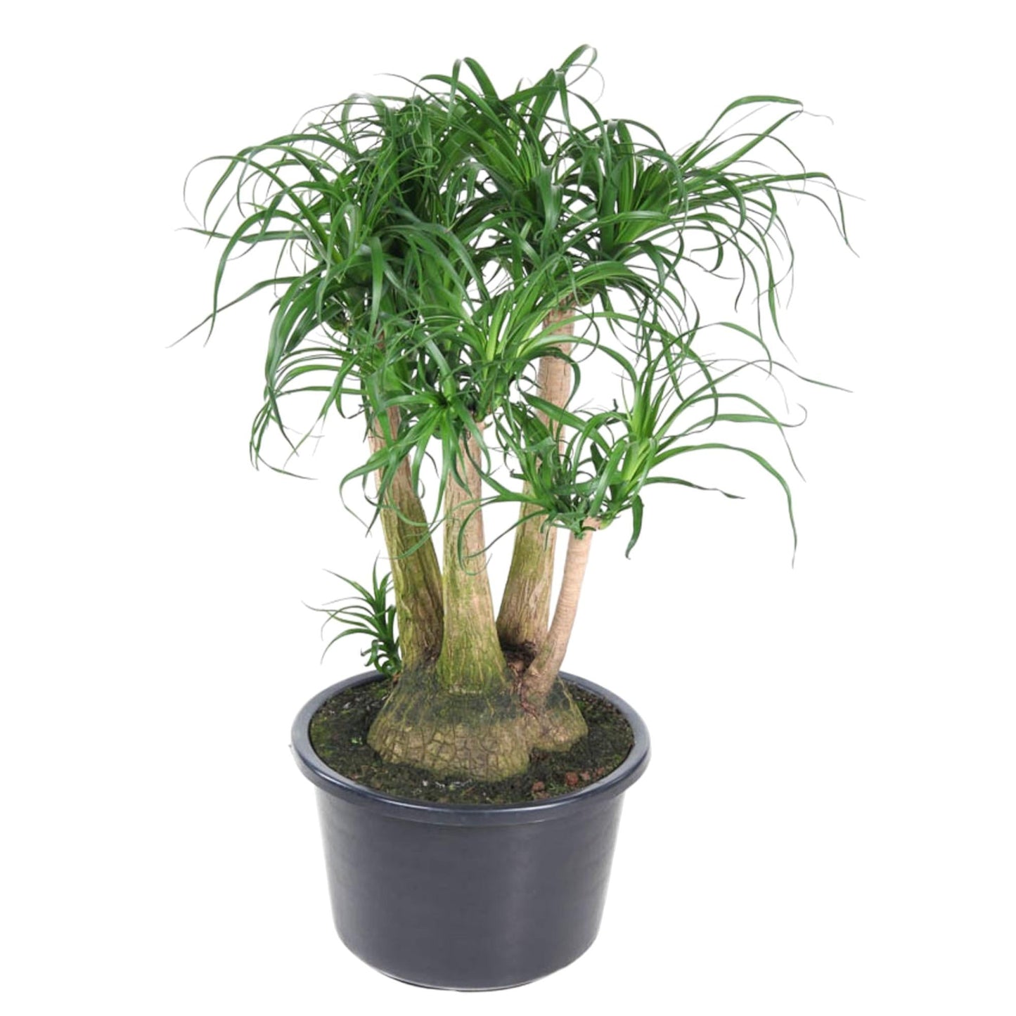 Beaucarnea vertakt - 110 cm - Forestbloom