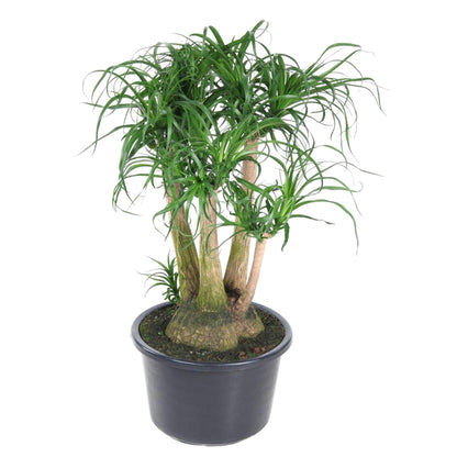Beaucarnea vertakt - 110 cm - Forestbloom