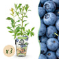 Blauwe Bes - Vaccinium corymbossum Bluecrop - Winterhard - 3 Planten - Forestbloom
