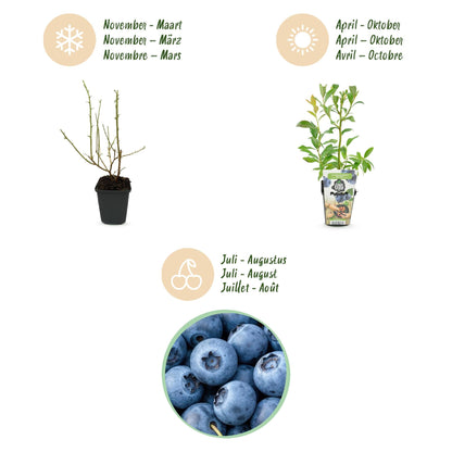 Blauwe Bes - Vaccinium corymbossum Bluecrop - Winterhard - 3 Planten - Forestbloom
