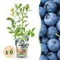 Blauwe Bes - Vaccinium corymbossum Bluecrop - Winterhard - 6 Planten - Forestbloom
