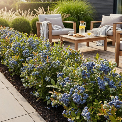 Blauwe Bes - Vaccinium corymbossum Bluecrop - Winterhard - 6 Planten - Forestbloom
