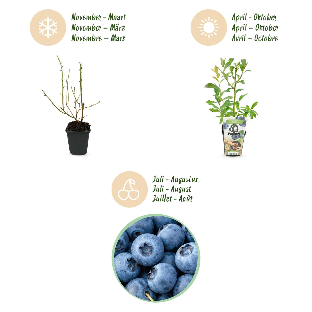 Blauwe Bes - Vaccinium corymbossum Bluecrop - Winterhard - 6 Planten - Forestbloom