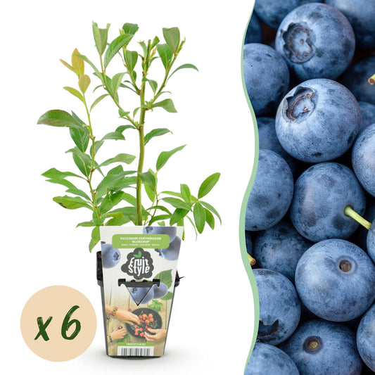 Blauwe Bes - Vaccinium corymbossum Bluegold - Winterhard - 6 Planten - Forestbloom