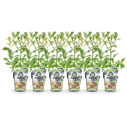 Blauwe Bes - Vaccinium corymbossum Bluegold - Winterhard - 6 Planten - Forestbloom