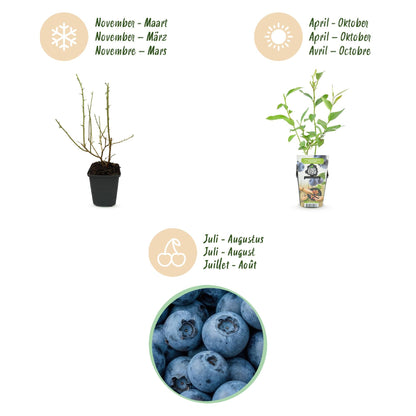 Blauwe Bes - Vaccinium corymbossum Goldtraube - Winterhard - 3 Planten - Forestbloom