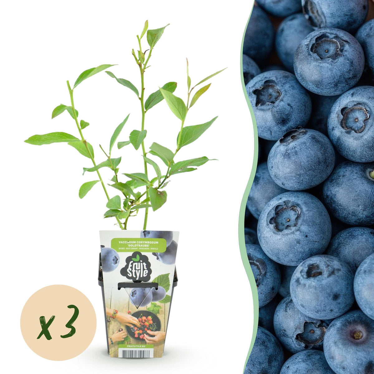 Blauwe Bes - Vaccinium corymbossum Goldtraube - Winterhard - 3 Planten - Forestbloom