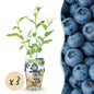 Blauwe Bes - Vaccinium corymbossum Goldtraube - Winterhard - 3 Planten - Forestbloom
