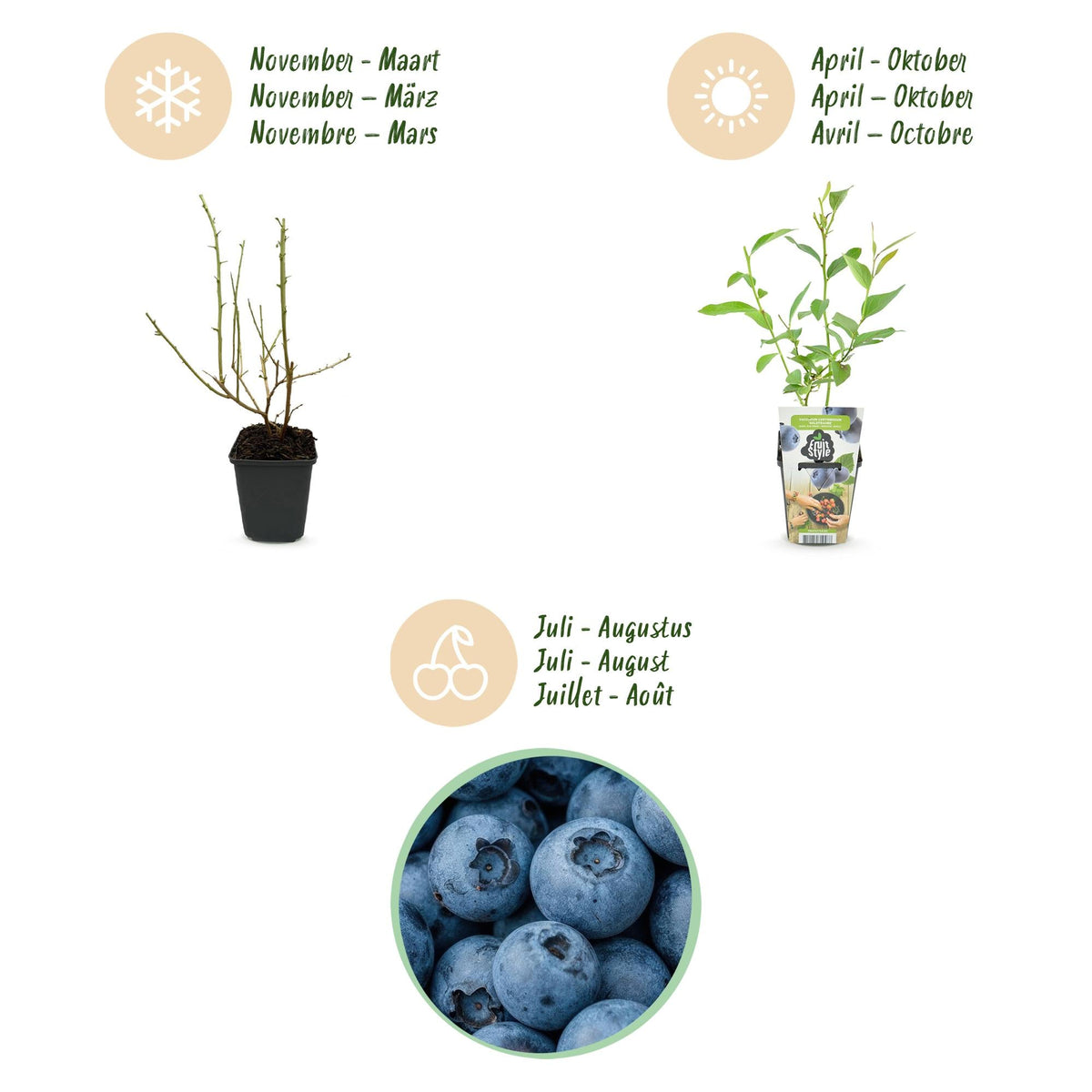 Blauwe Bes - Vaccinium corymbossum Goldtraube - Winterhard - 6 Planten - Forestbloom
