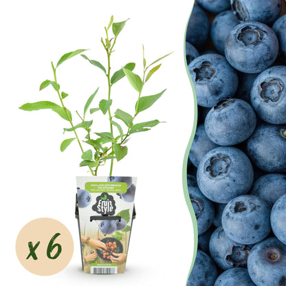 Blauwe Bes - Vaccinium corymbossum Goldtraube - Winterhard - 6 Planten - Forestbloom