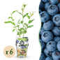 Blauwe Bes - Vaccinium corymbossum Goldtraube - Winterhard - 6 Planten - Forestbloom