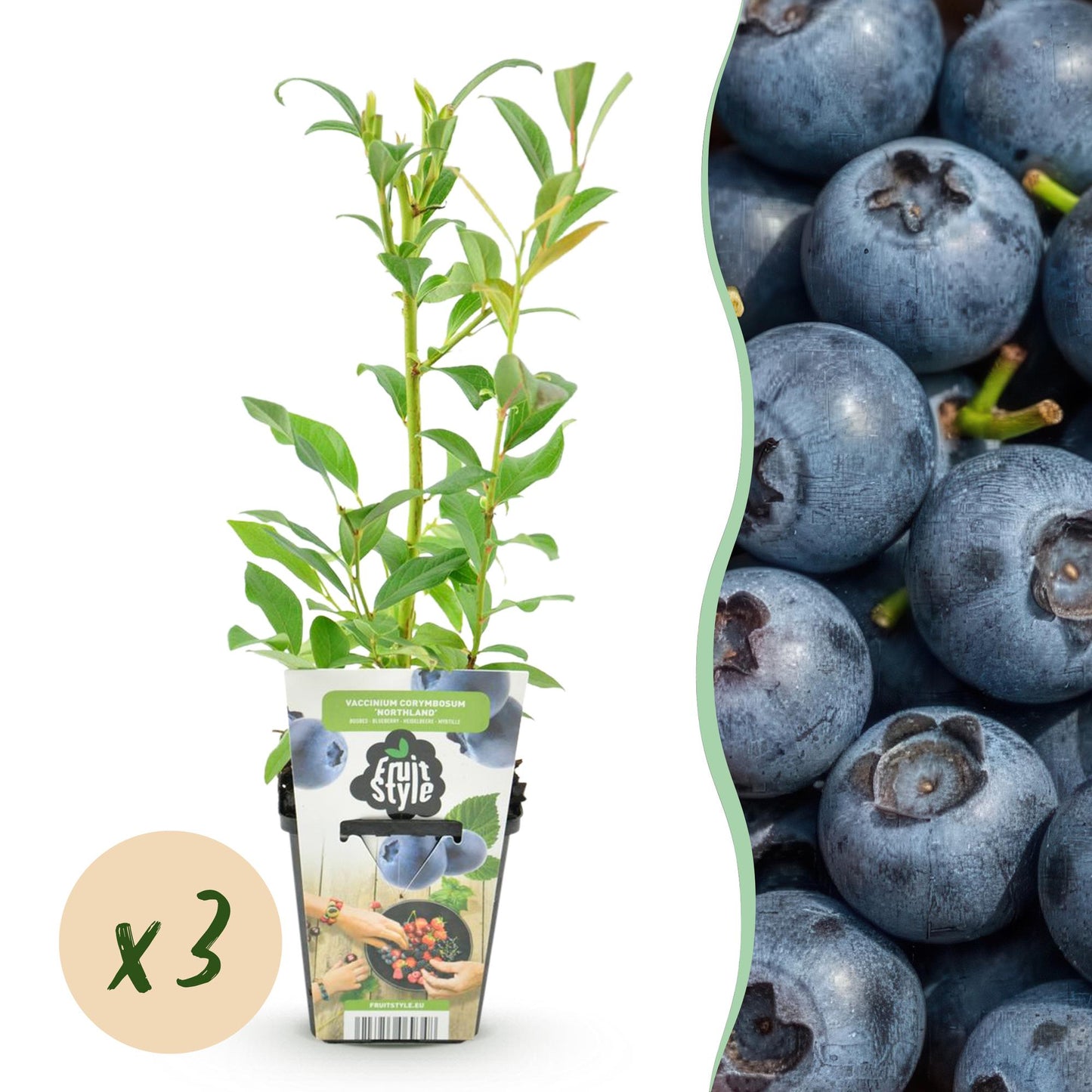 Blauwe Bes - Vaccinium corymbossum Northland - Winterhard - 3 Planten - Forestbloom