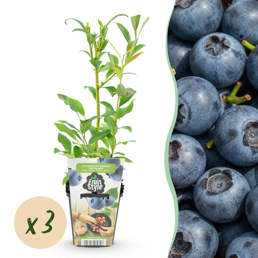 Blauwe Bes - Vaccinium corymbossum Northland - Winterhard - 3 Planten - Forestbloom
