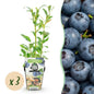 Blauwe Bes - Vaccinium corymbossum Northland - Winterhard - 3 Planten - Forestbloom
