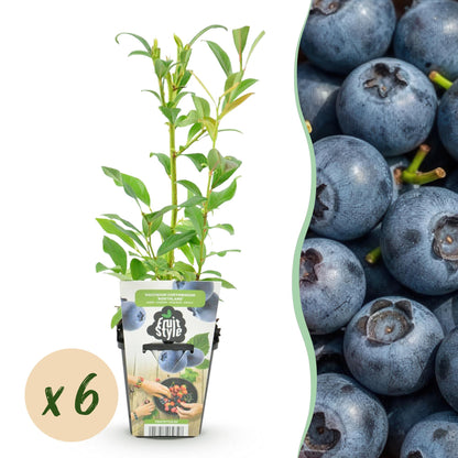 Blauwe Bes - Vaccinium corymbossum Northland - Winterhard - 6 Planten - Forestbloom