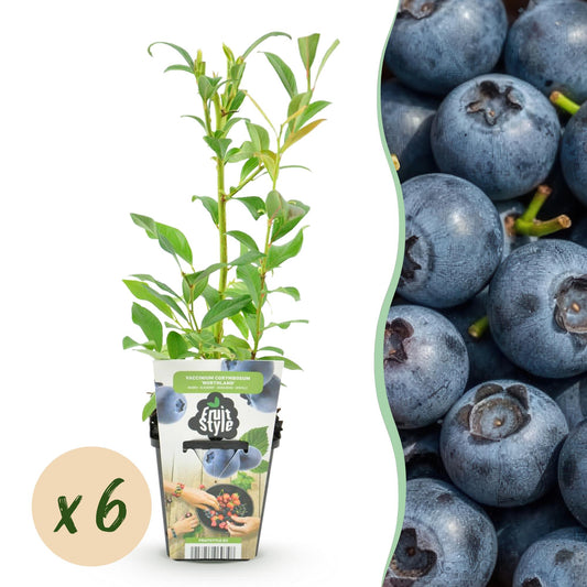 Blauwe Bes - Vaccinium corymbossum Northland - Winterhard - 6 Planten - Forestbloom