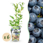 Blauwe Bes - Vaccinium corymbossum Northland - Winterhard - 6 Planten - Forestbloom