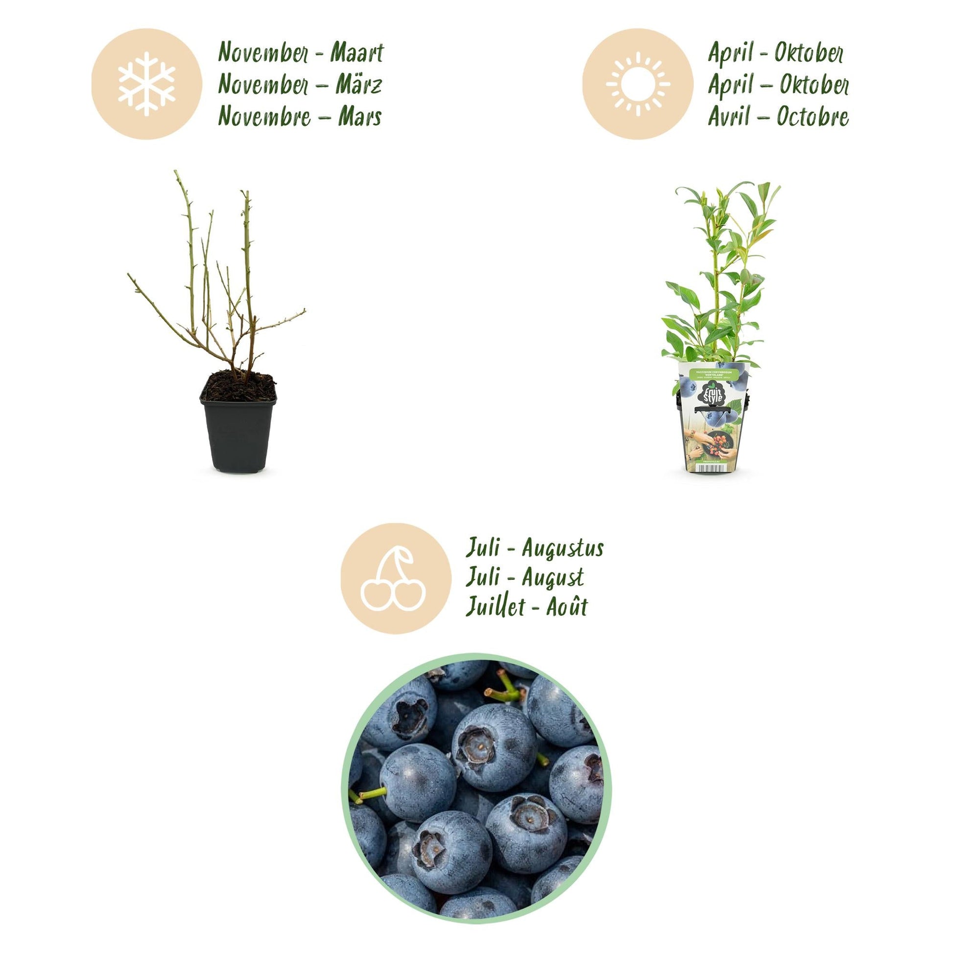 Blauwe Bes - Vaccinium corymbossum Northland - Winterhard - 6 Planten - Forestbloom