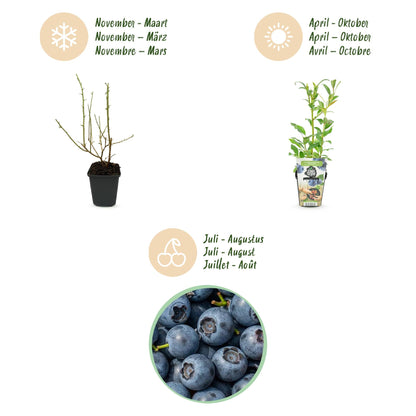 Blauwe Bes - Vaccinium corymbossum Northland - Winterhard - 6 Planten - Forestbloom