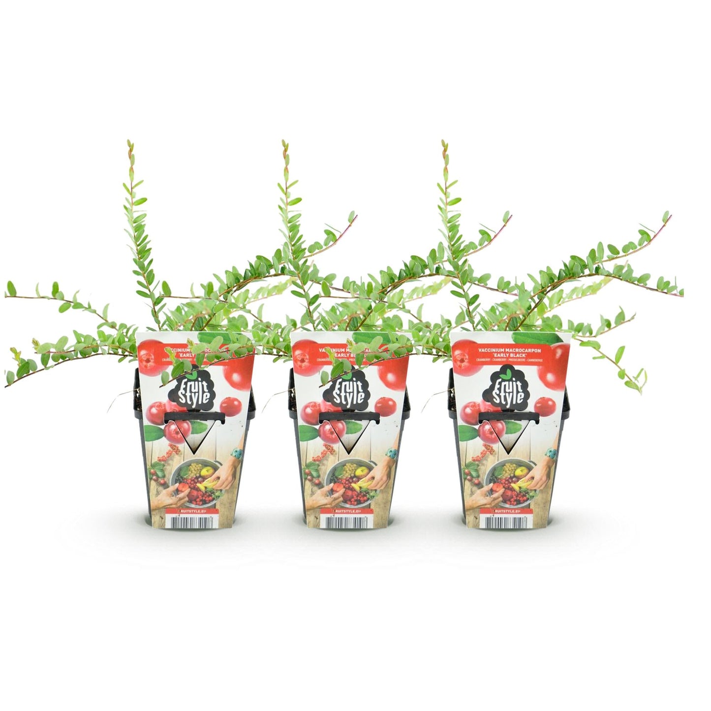 Blauwe Bes - Vaccinium macrophylla Early Black - Winterhard - 3 Planten - Forestbloom
