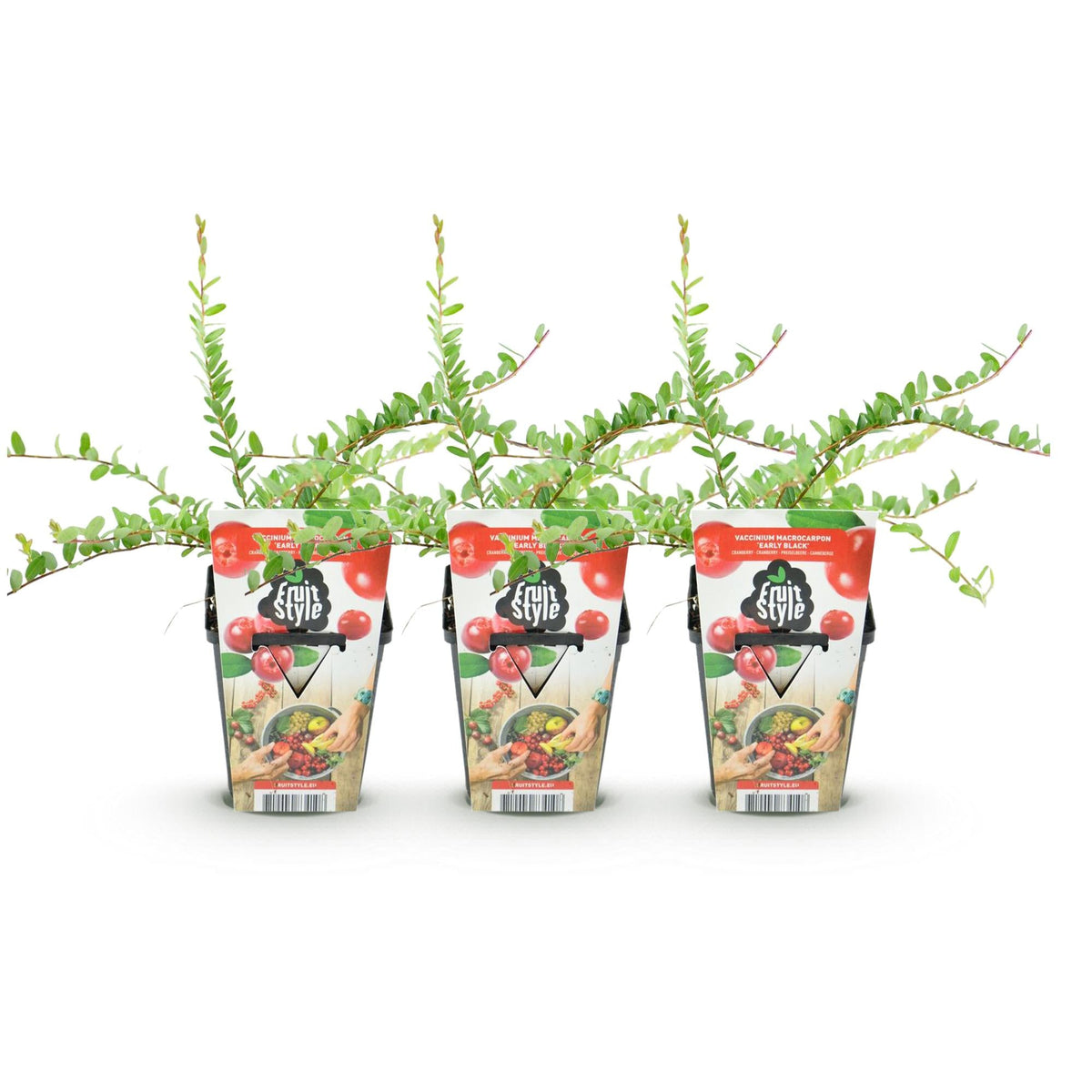 Blauwe Bes - Vaccinium macrophylla Early Black - Winterhard - 3 Planten - Forestbloom
