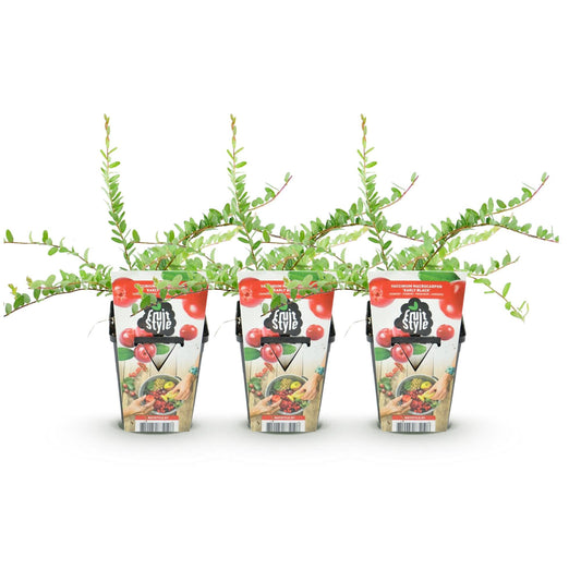 Blauwe Bes - Vaccinium macrophylla Early Black - Winterhard - 3 Planten - Forestbloom