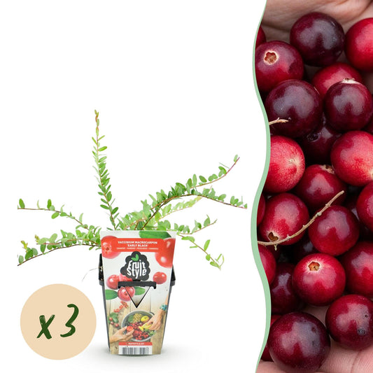 Blauwe Bes - Vaccinium macrophylla Early Black - Winterhard - 3 Planten - Forestbloom