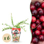 Blauwe Bes - Vaccinium macrophylla Early Black - Winterhard - 6 Planten - Forestbloom