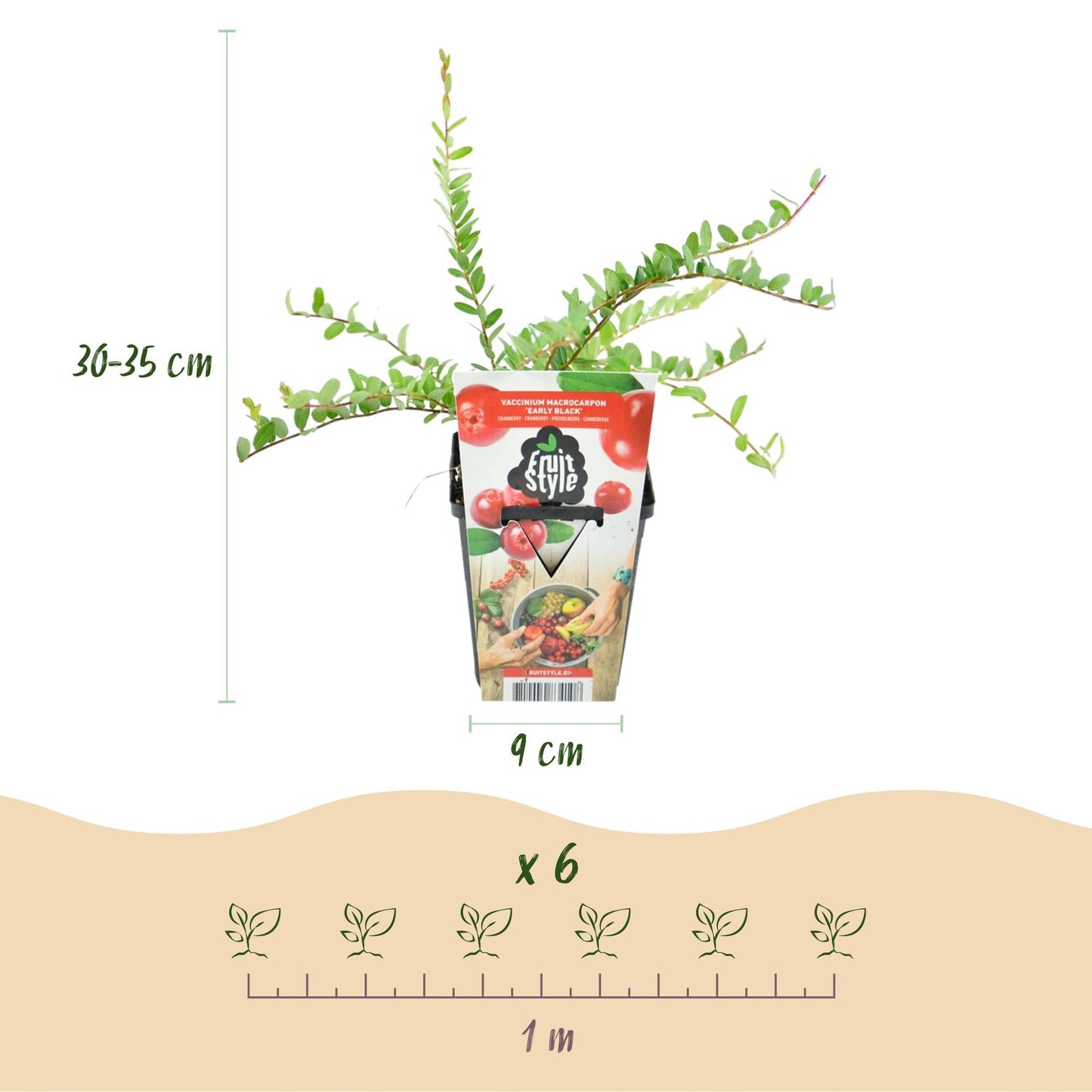Blauwe Bes - Vaccinium macrophylla Early Black - Winterhard - 6 Planten - Forestbloom