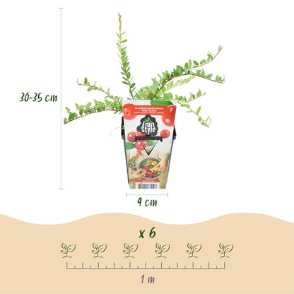 Blauwe Bes - Vaccinium macrophylla Early Black - Winterhard - 6 Planten - Forestbloom