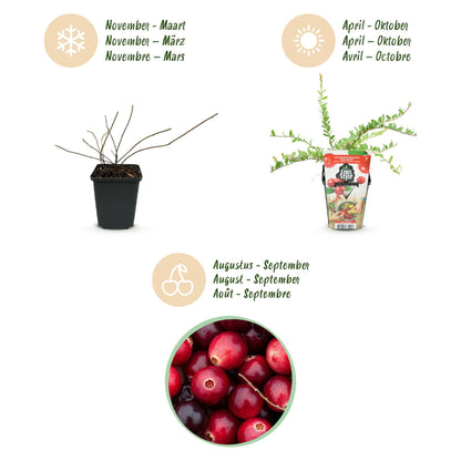Blauwe Bes - Vaccinium macrophylla Early Black - Winterhard - 6 Planten - Forestbloom