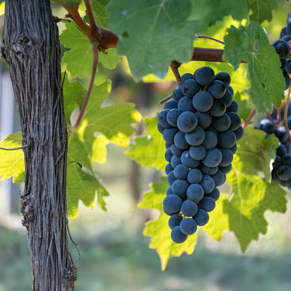 Blauwe Druif - Vitis vinifera Boskoop Glory - 2 planten - Forestbloom