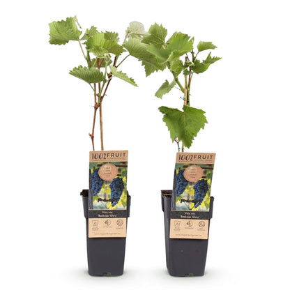 Blauwe Druif - Vitis vinifera Boskoop Glory - 2 planten - Forestbloom