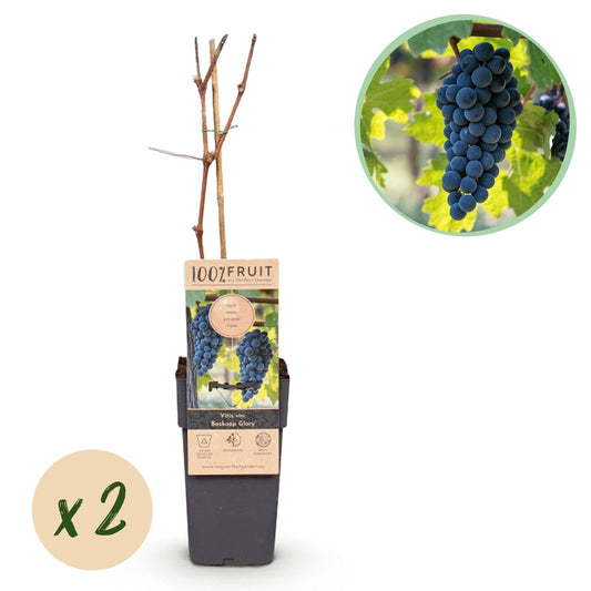Blauwe Druif - Vitis vinifera Boskoop Glory - 2 planten - Forestbloom