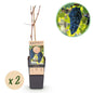 Blauwe Druif - Vitis vinifera Boskoop Glory - 2 planten - Forestbloom