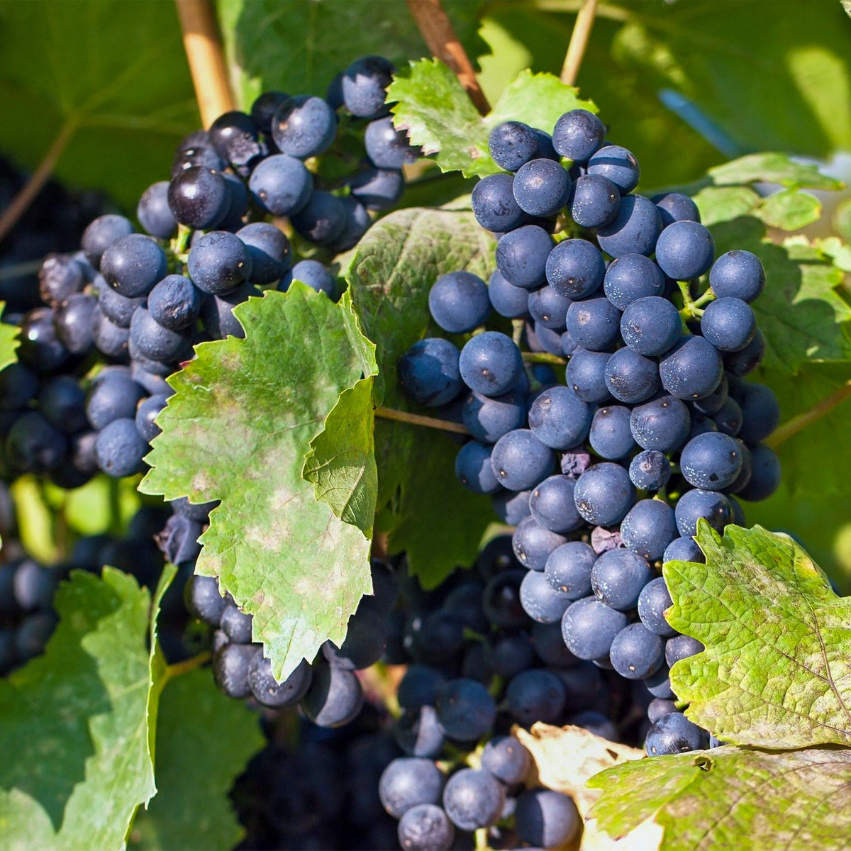 Blauwe Druif - Vitis vinifera Regent - 2 planten - Forestbloom