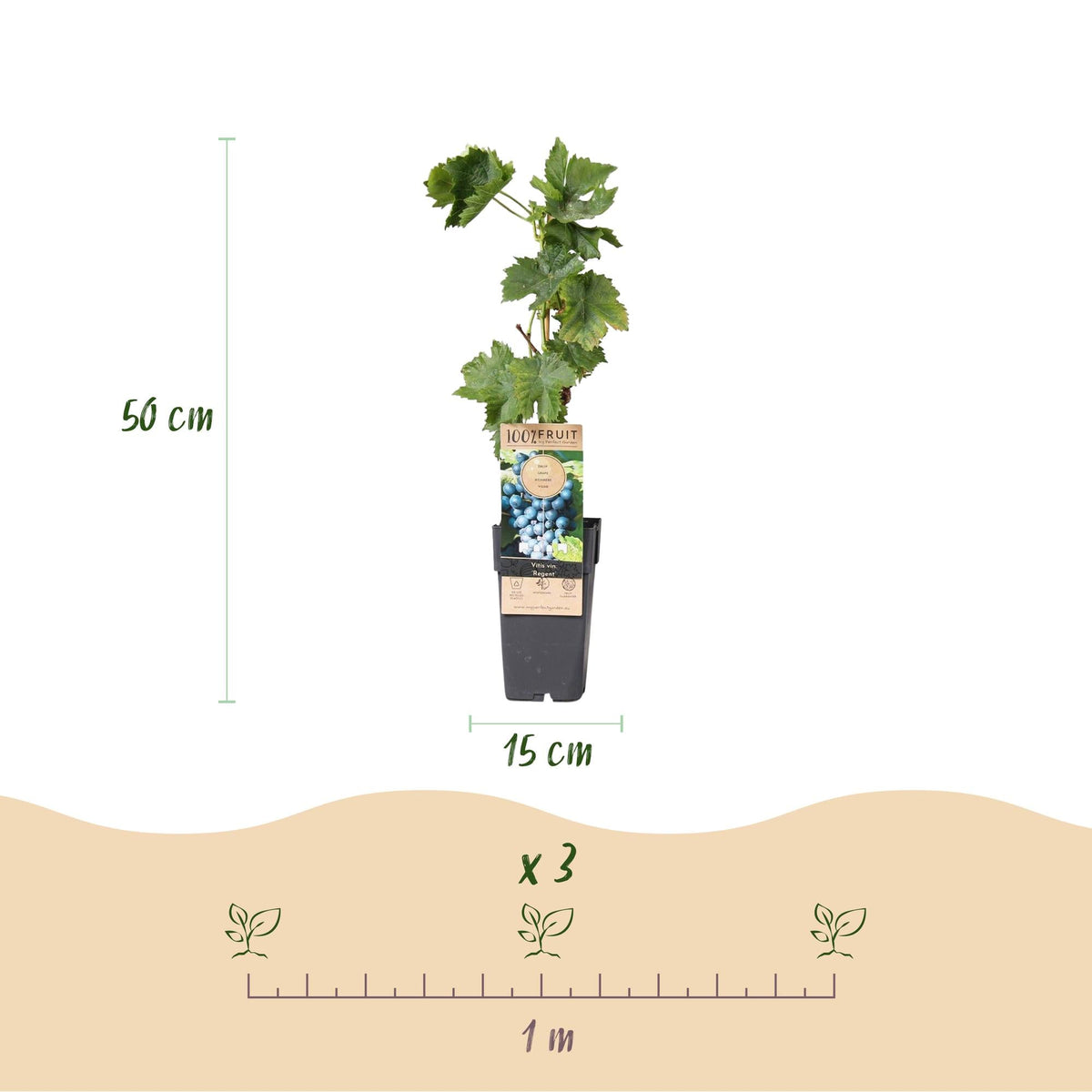Blauwe Druif - Vitis vinifera Regent - 2 planten - Forestbloom