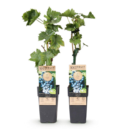 Blauwe Druif - Vitis vinifera Regent - 2 planten - Forestbloom