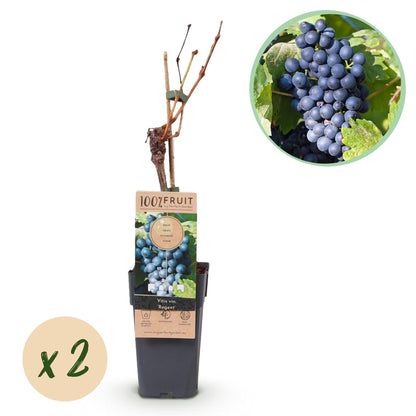 Blauwe Druif - Vitis vinifera Regent - 2 planten - Forestbloom