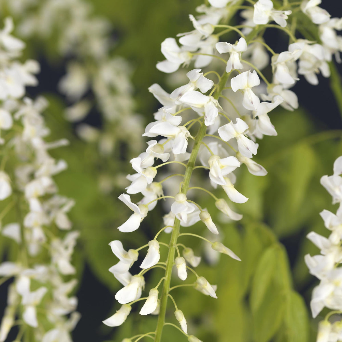 Blauwe regen - Wisteria floribunda Alba - Forestbloom