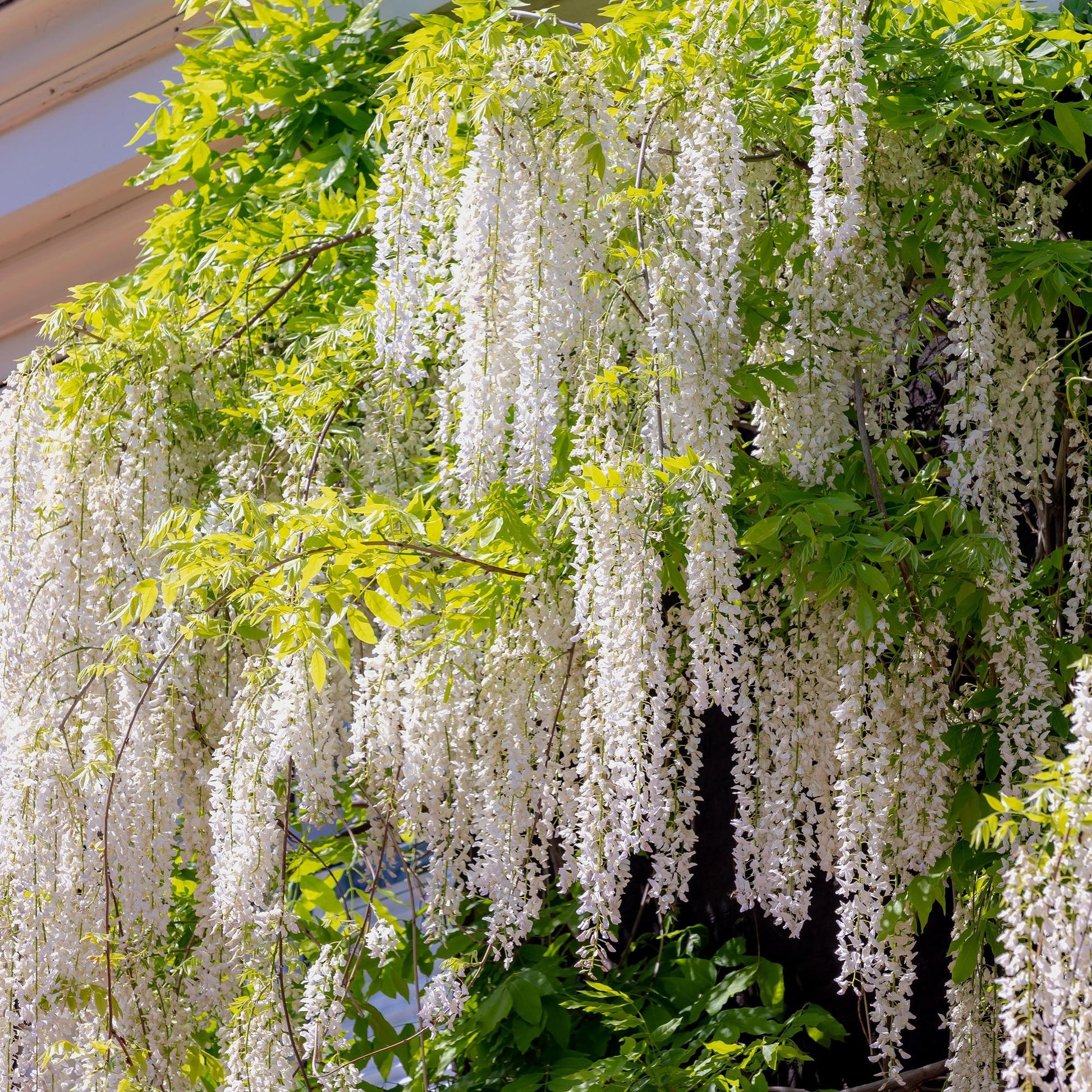 Blauwe regen - Wisteria floribunda Alba - Forestbloom