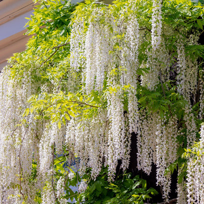 Blauwe regen - Wisteria floribunda Alba - Forestbloom