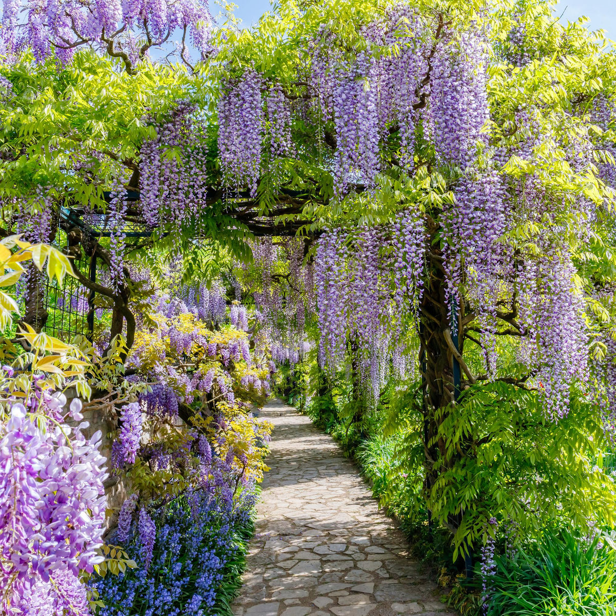 Blauwe regen - Wisteria floribunda Prolific - Forestbloom