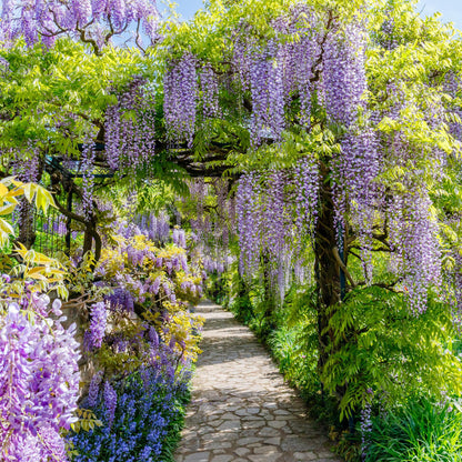 Blauwe regen - Wisteria floribunda Prolific - Forestbloom