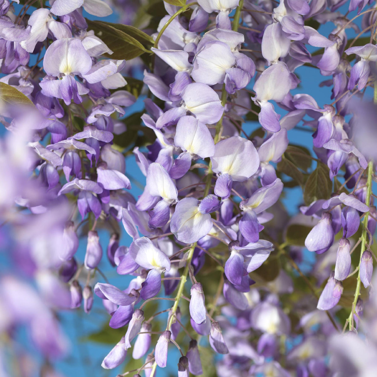 Blauwe regen - Wisteria floribunda Prolific - Forestbloom